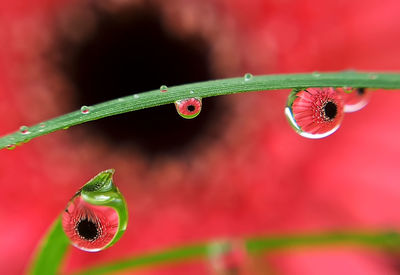 Close-up of raindrops on red leaf