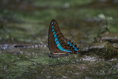 Close-up of butterfly on moss