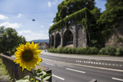 Sunflower at kassel weinberg 