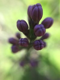 Close-up of purple flower blooming outdoors
