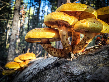 Close-up of mushrooms growing on tree trunk