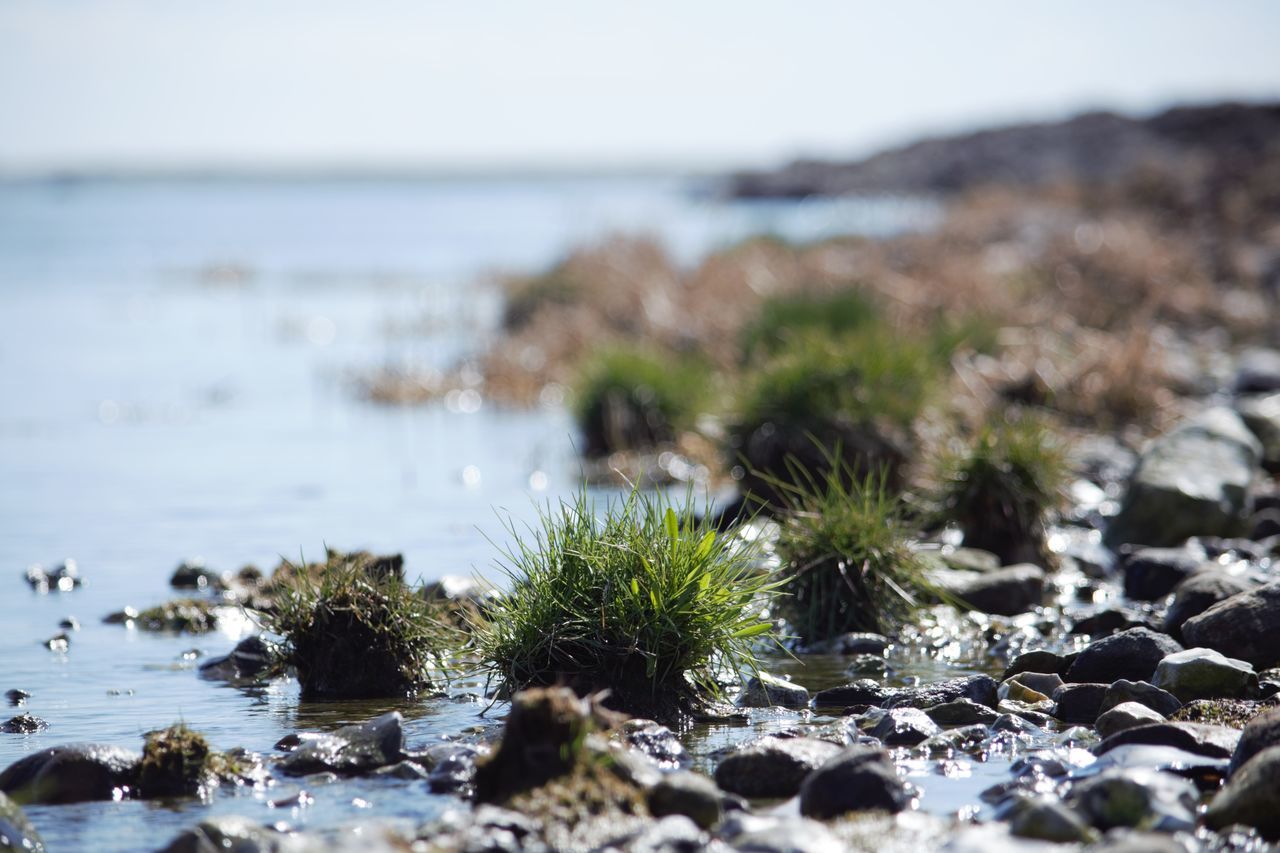 water, sea, rock - object, tranquility, tranquil scene, nature, beauty in nature, beach, scenics, horizon over water, shore, growth, rock, plant, sky, focus on foreground, rock formation, day, idyllic, stone - object