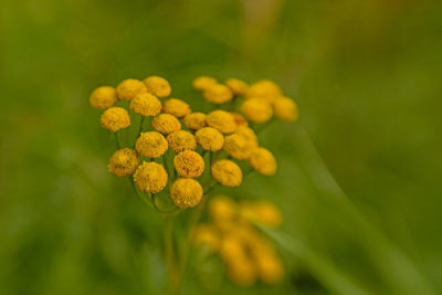 Close-up of yellow flowering plant