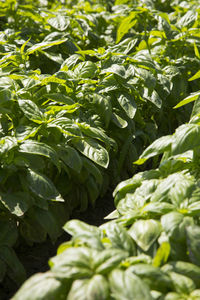 Close-up of fresh green plants