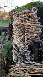 Close-up of mushrooms growing on tree trunk