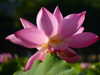 The lotus is a symbol of purity