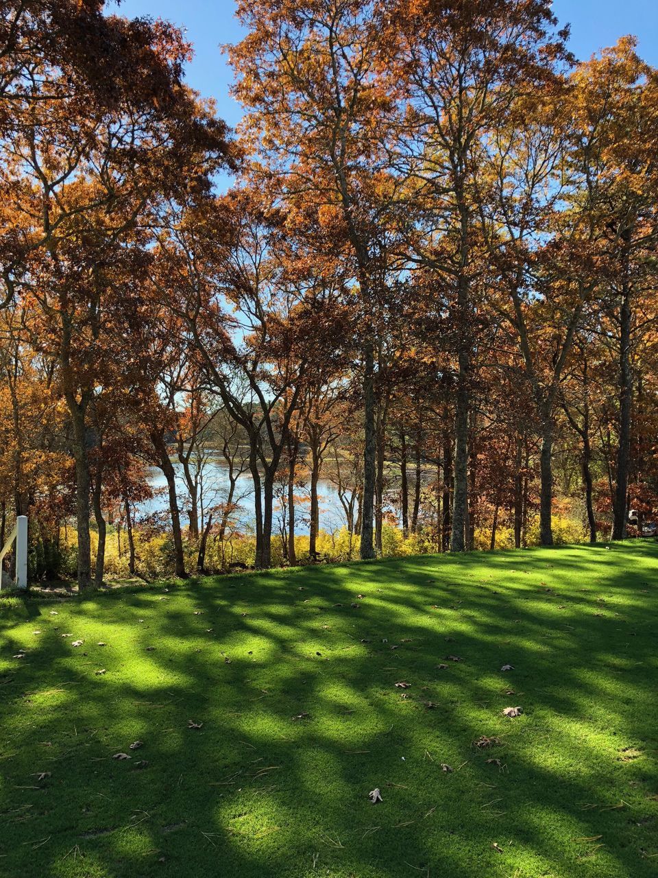 tree, plant, green color, beauty in nature, tranquility, grass, nature, scenics - nature, tranquil scene, land, day, sunlight, no people, shadow, park, landscape, growth, environment, field, idyllic, outdoors, change