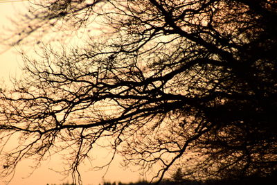 Low angle view of bare tree against sky