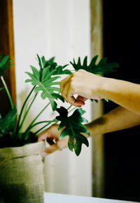 Cropped hands touching potted plant at home