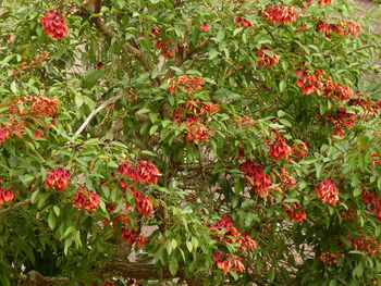 Red flowering plants