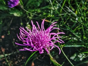 Close-up of pink flowering plant on field