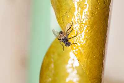 Close-up of spider on yellow flower