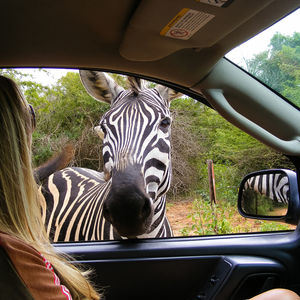 Side view of woman in car looking at zebra through window