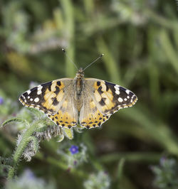 Close-up of butterfly pollinating on flower