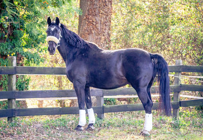Side view of a horse