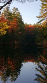 Reflection of trees in lake