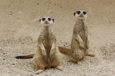 Portrait of meerkats standing on sand