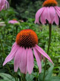 Close-up of purple coneflower blooming outdoors