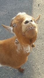 High angle view of dog