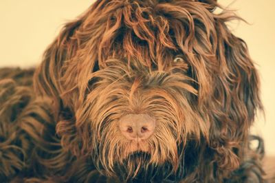 Close-up portrait of dog