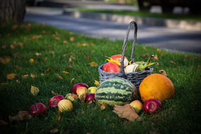 Close-up of apples on field