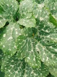 Full frame shot of plants