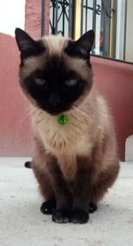 Portrait of cat sitting on floor at home