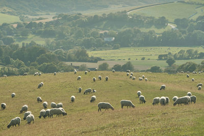 Flock of sheep grazing in a field