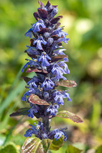 Close-up of purple flowering plant