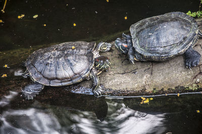 Close-up of turtles in water