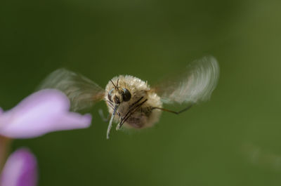 Close-up of insect flying by flower