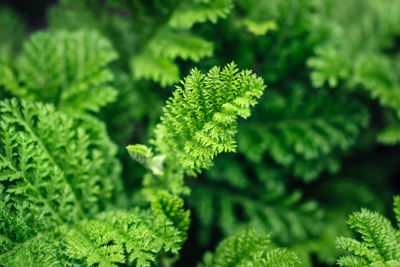 Close-up of fresh green leaves