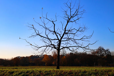 Bare tree on field against clear sky