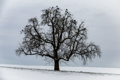 Bare tree on snow covered land against sky