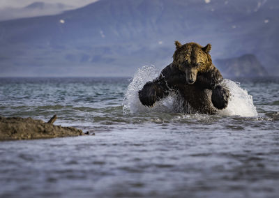 Bear splashing water in sea