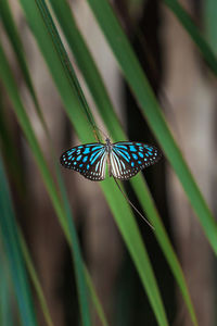 Close-up of butterfly on plant