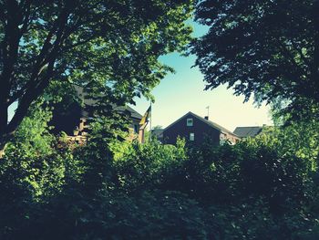 Low angle view of trees and buildings against sky