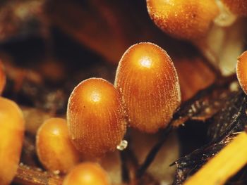 Close-up of mushrooms growing on field