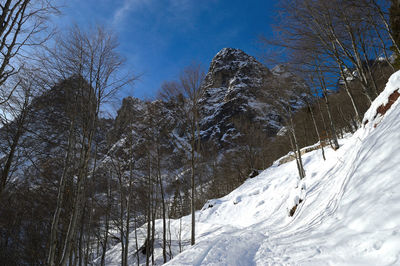 Snow covered land and trees against sky