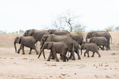 Elephant walking in a row