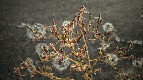 Close-up of plants