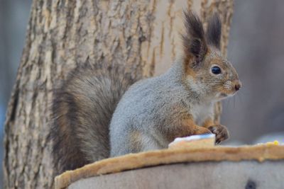 Close-up of squirrel