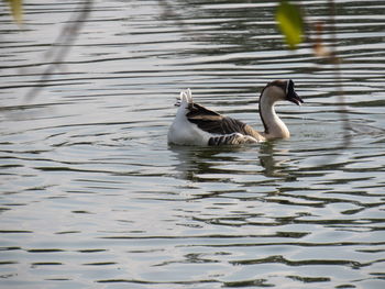 Ducks swimming in lake