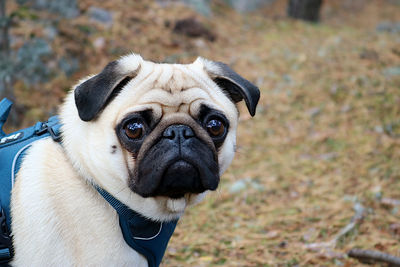 Close-up portrait of a dog