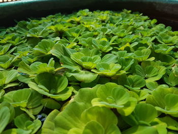 High angle view of green leaves on potted plant