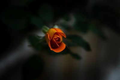 Close-up of orange flower