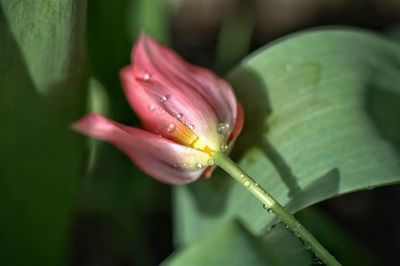 Close-up of pink flowers