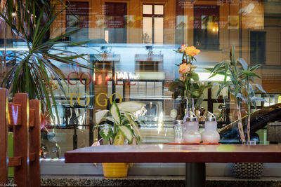 Close-up of potted plants in cafe