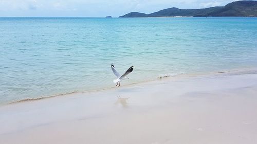View of seagulls on beach