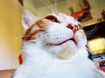 Close-up portrait of cat